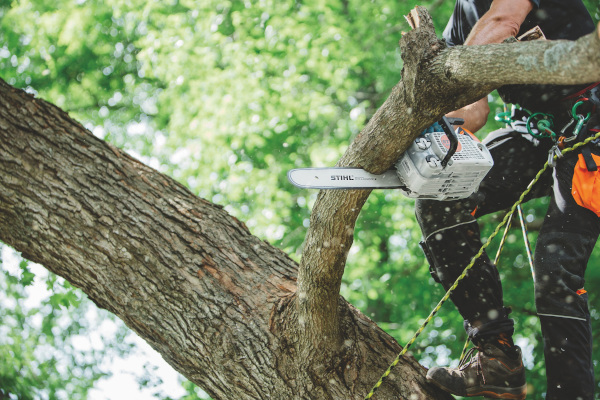 Stihl | ChainSaws | In-Tree Saws for sale at Carroll's Service Center